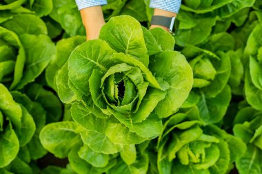 Erkek çiftçi akşamları Romaine sebzeleri topluyor.