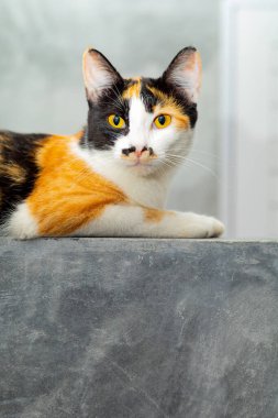 Çatı katı duvarında oturan üç renkli kedi..