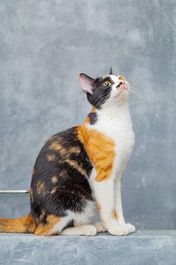 Çatı katı duvarında oturan üç renkli kedi..