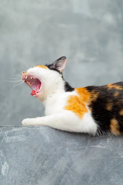 Çatı Katı Duvarında Oturan Renkli Kedi — Stok fotoğraf