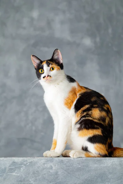 Drie Gekleurde Katten Zittend Een Zolder Gipsplaat Muur — Stockfoto