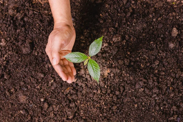 A small tree and hands are planting trees tenderly.