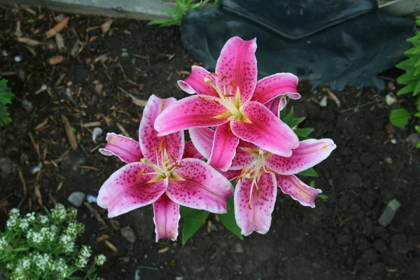 Rosa Lilien Stockbild