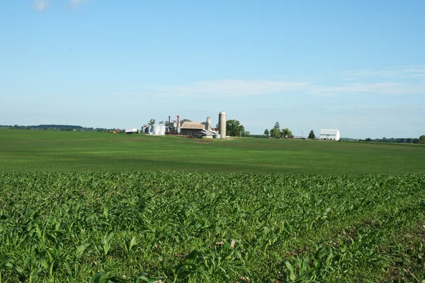 Maisfeld — Stockfoto