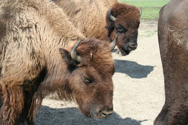 BURFALO — Stockfoto