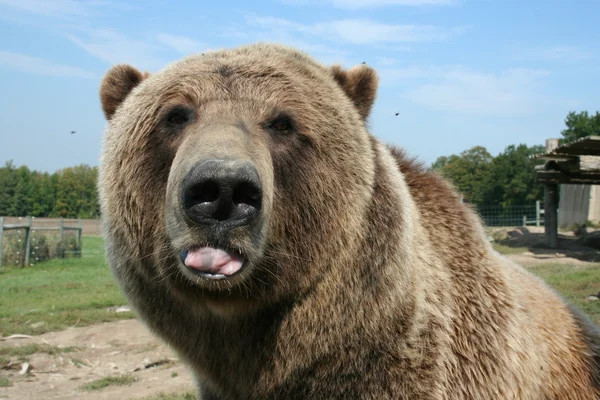 Urso bruto — Fotografia de Stock