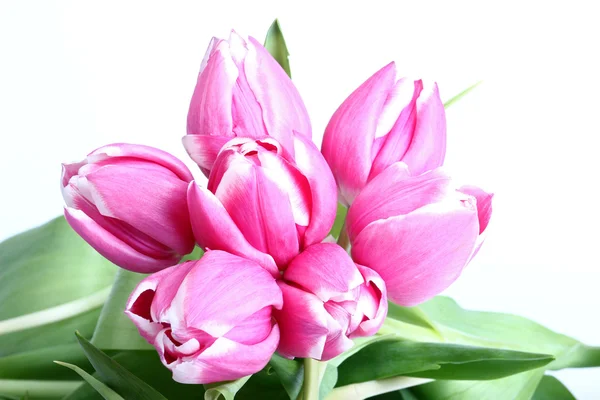 Skupina růžové tulipány na bílém pozadí — Stock fotografie