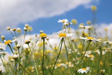 mavi gökyüzünün altında beyaz papatya çiçeği