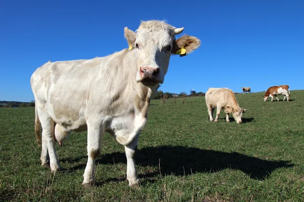 Jeune vache blanche sur champ agricole vert — Photo