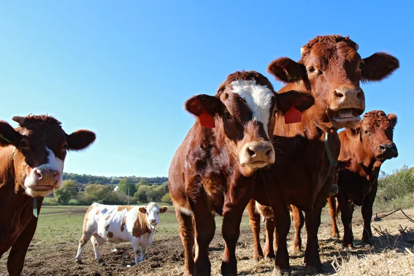 Close up view of brown cows on the field — Stock Photo, Image