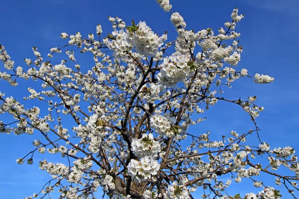 Flores blancas de cerezo bajo el cielo azul —  Fotos de Stock