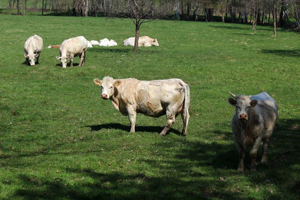 White cows on the green field of Czech ranch — Stock Photo, Image