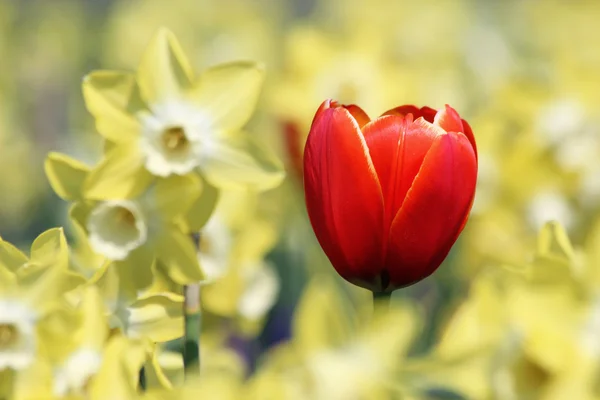 Yksi punainen tulppaani keltaisessa valossa Narcissus kukkia — kuvapankkivalokuva