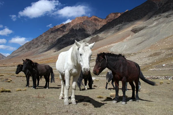 Atları küçük Himalaya Dağları yüksek sürüsü — Stok fotoğraf