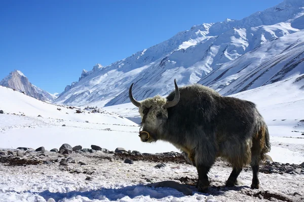 Yak in snowy himalayas — Stock Photo, Image