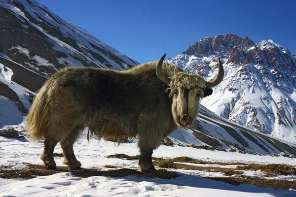 Fin stor yak i Himalayas berg — Stockfoto