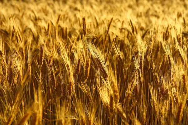 Golden spike of wheat — Stock Photo, Image