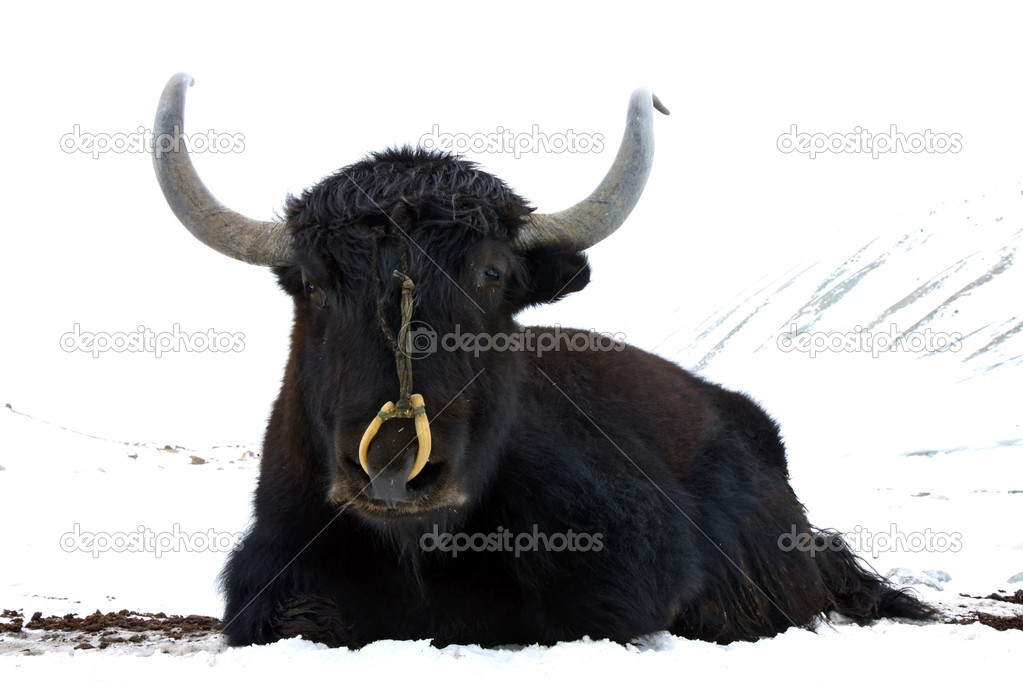 black yak in snowy himalayas