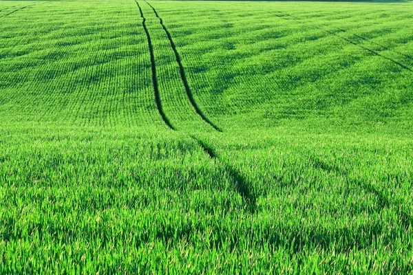Agriculture field — Stock Photo, Image