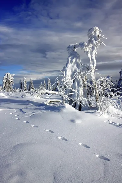 Lód drzewo wysokie góry — Zdjęcie stockowe