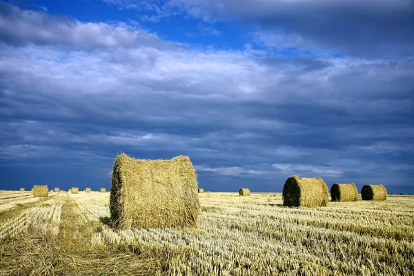 Heuballen auf dem Feld — Stockfoto