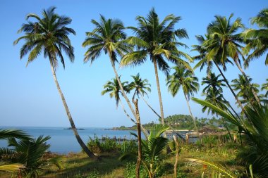 Hindistan cevizi hurma plantation güneyde Hint deniz kenarı
