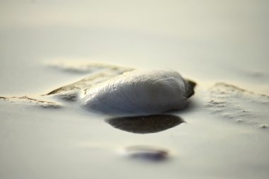 white shell wash with water from ocean