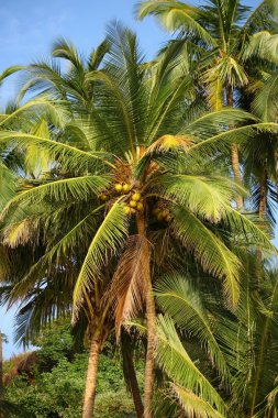 Hindistan cevizi hurma