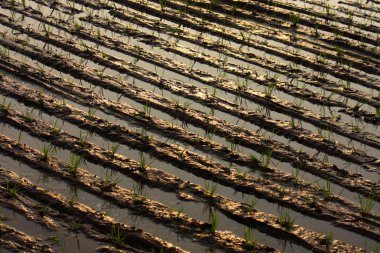 rice watered furrows with small plants clipart