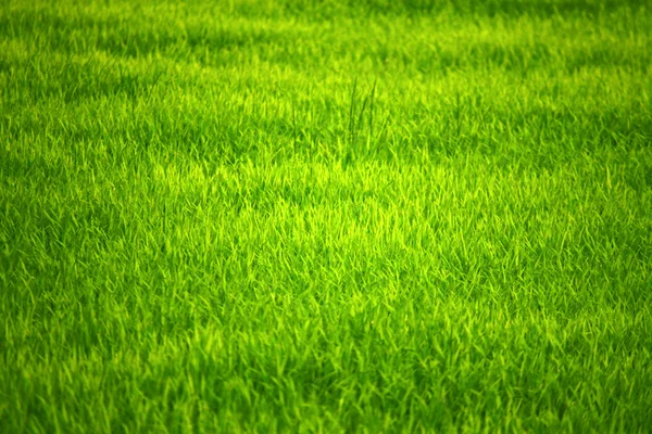Szczegóły zakładów pola ryżu — Zdjęcie stockowe