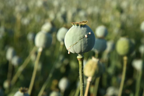 Oogst van opium van papaver op het veld — Stockfoto