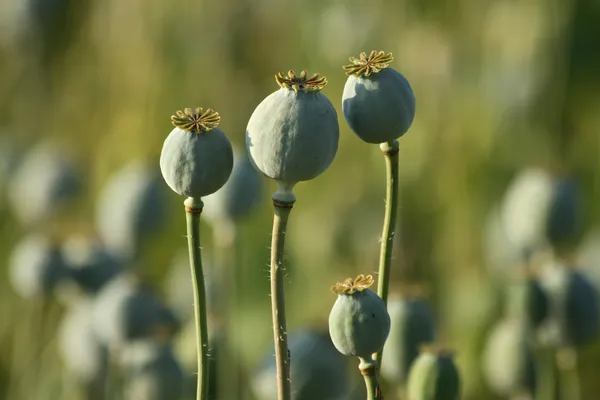 Opium poppy — Stock Photo, Image