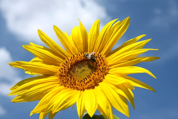 Detalle de flor de girasol y abeja — Foto de Stock