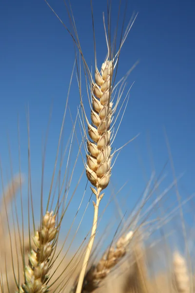 Dettaglio del picco di orzo prima del raccolto — Foto Stock