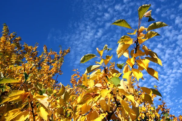 Körsbär träd med färgade blad under hösten — Stockfoto