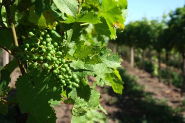 Genç taze yeşil bitki üzerinde üzüm demet