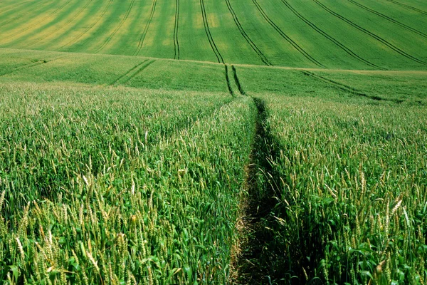 Campo agricolo verde chiaro con il percorso del trattore — Foto Stock