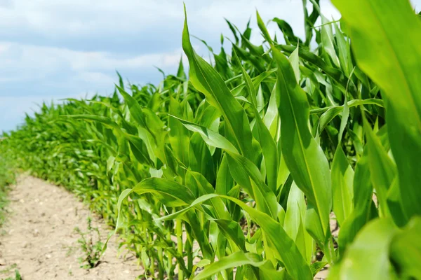 Detalle de las plantas de maíz en el campo agrícola — Foto de Stock