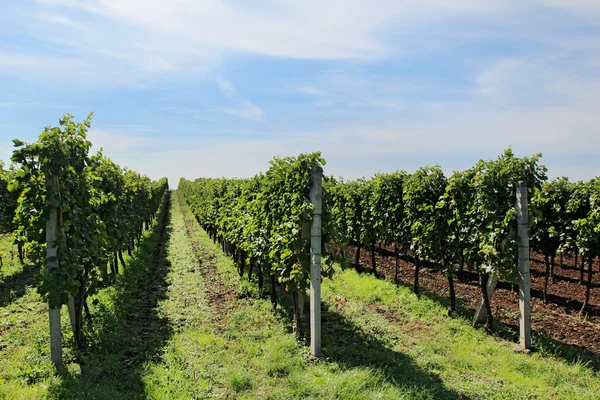Stor vingård med långa rader i Europa Stockbild