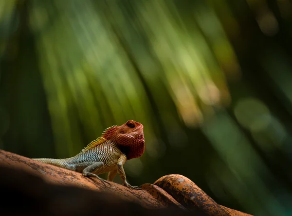 Lézard des jardins indiens — Photo