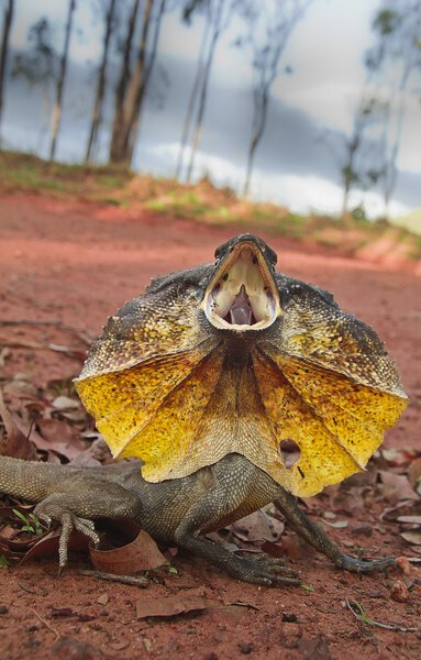 Frilled Lizard