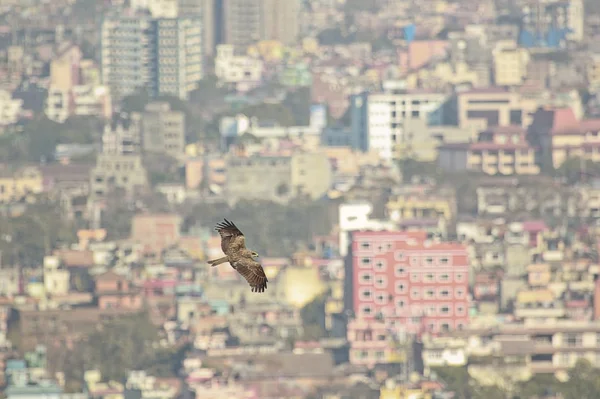 Eagle in kathmandu — Stock Photo, Image