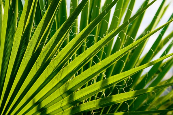 Część liścia palmy — Zdjęcie stockowe