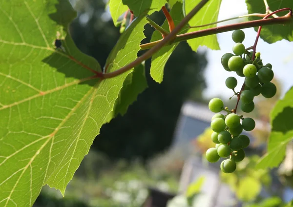 Grapes kept pace — Stock Photo, Image