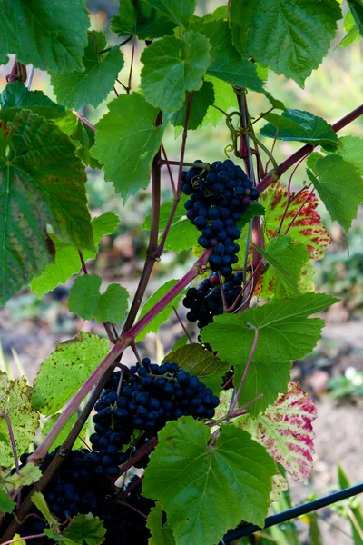 Uvas mantidas em ritmo — Fotografia de Stock