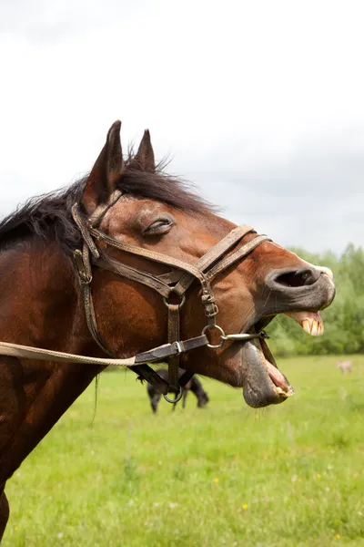 A horse's head — Stock Photo, Image