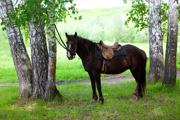 Un cavallo sellato — Foto Stock