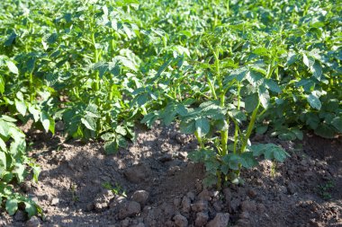 bahçede büyüyen patates