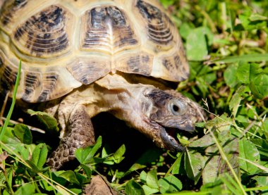 Çimenlerin üzerinde turtle