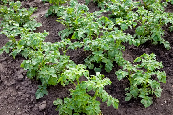 Patatas creciendo en el jardín — Foto de Stock